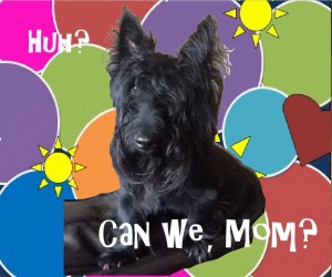 Screen shot from Town Dog trailer